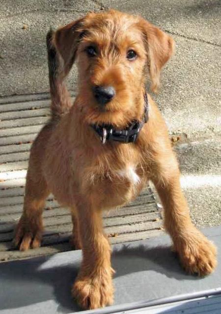 Irish-Terrier-Puppies-Pictures_zps371463