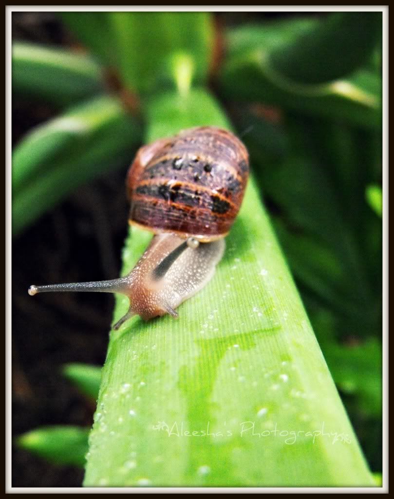 snail7