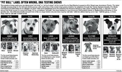 Pit-Bull-label-often-wrong-DNA-testing-shows.jpg