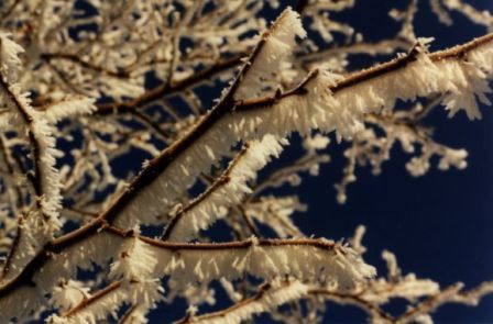 Hoar%20frost%201_zpsjkmieanp.jpg
