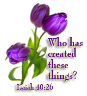 Isaiah%2040%20verse%2026%20Creator.jpg_z