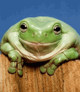 RibbiteRibbite_zpsj95b62z1.gif