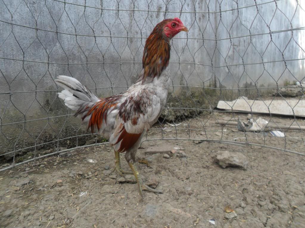 Peru Dom,Peru lai mỹ, mỹ rặc, trống mái updat thường xuyên ........ - 43