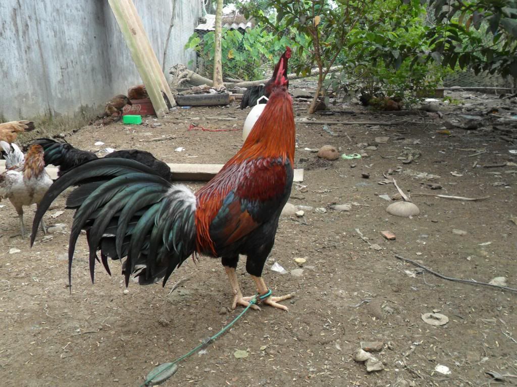 Peru Dom,Peru lai mỹ, mỹ rặc, trống mái updat thường xuyên ........ - 42