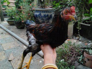 Peru Dom,Peru lai mỹ, mỹ rặc, trống mái updat thường xuyên ........ - 48