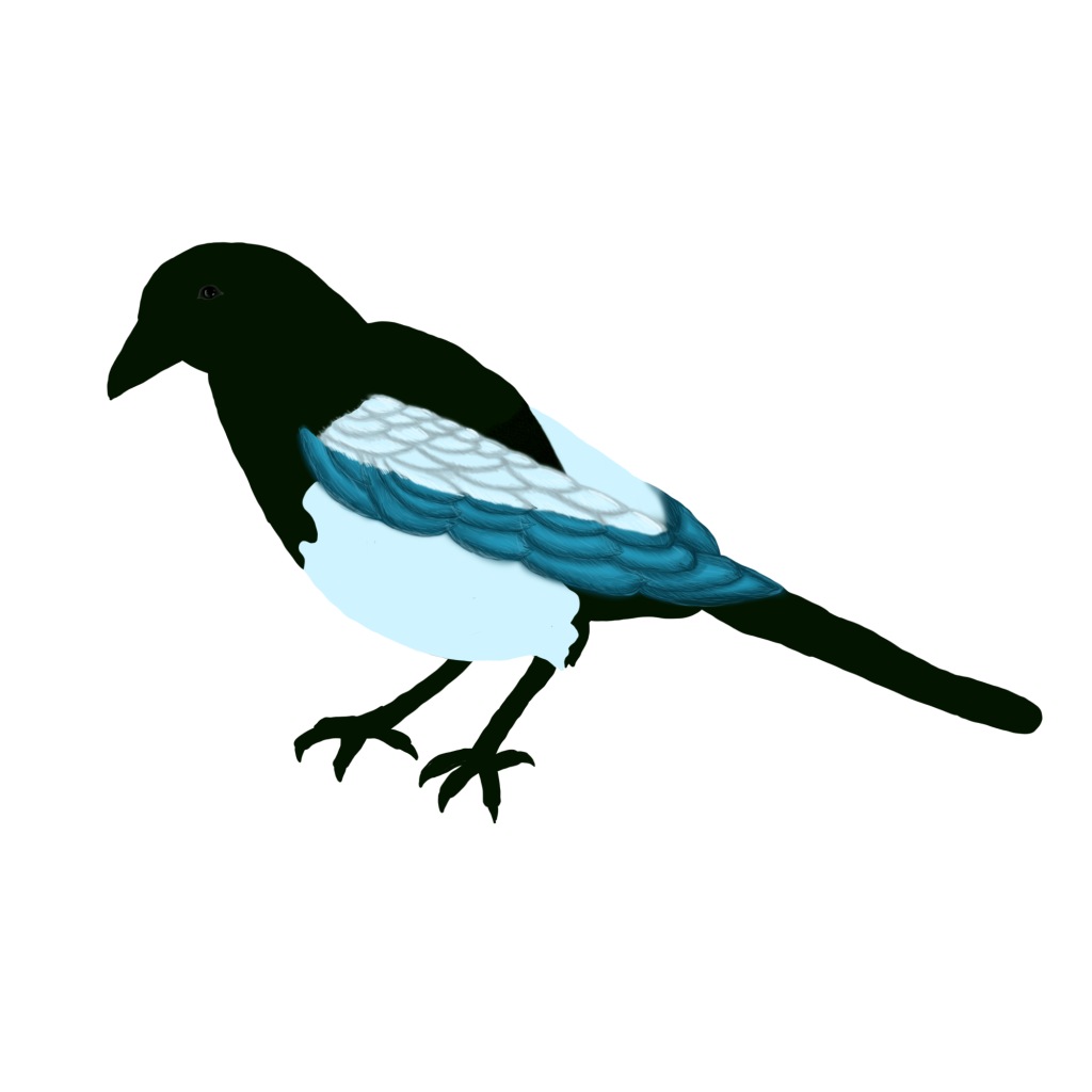 magpie.png