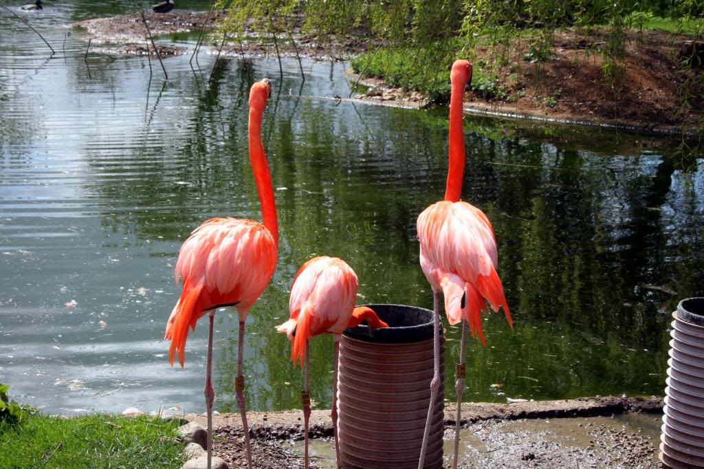 photo flamingos