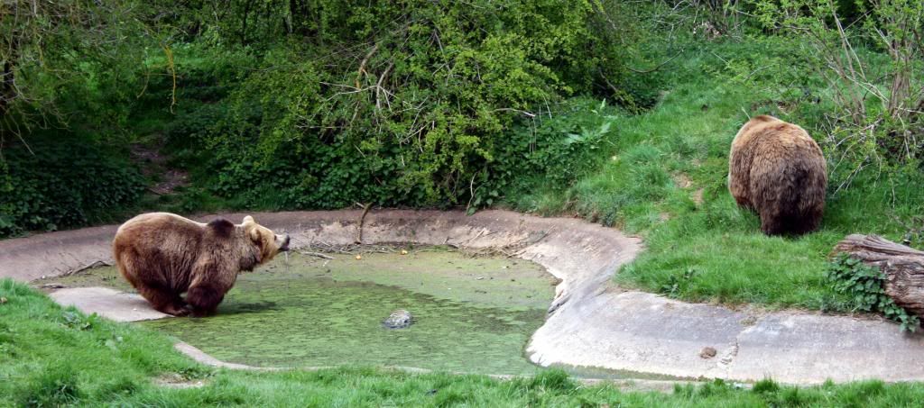 european brown bear
