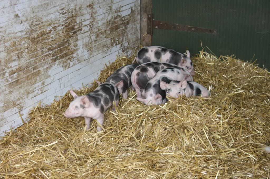 photo UKcountryside068_zps37f5bd34.jpg