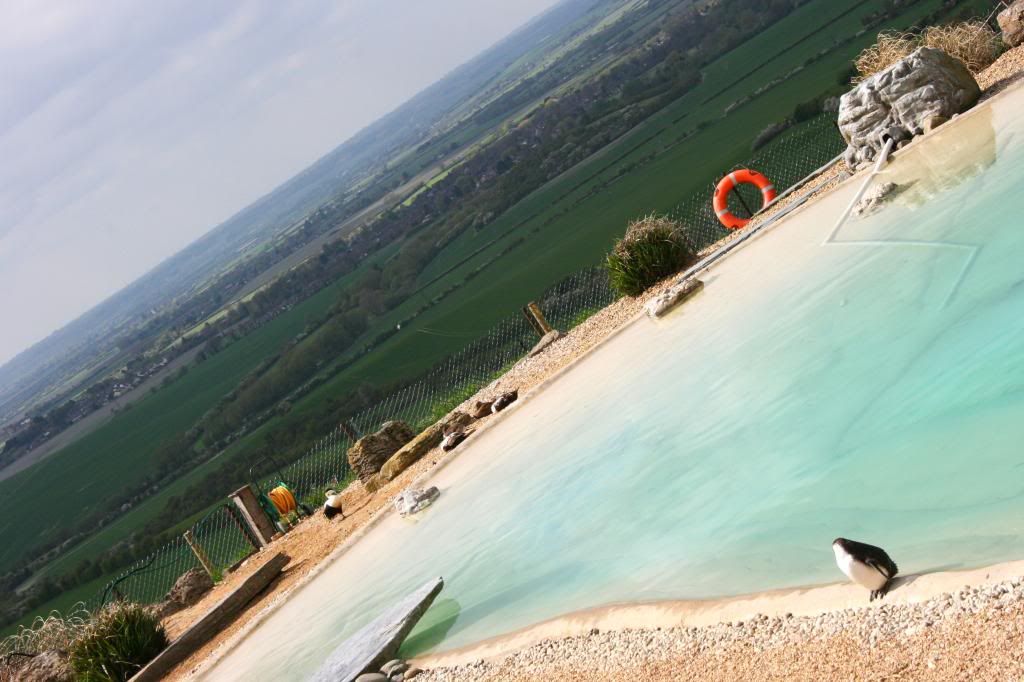 penguin in uk landscape