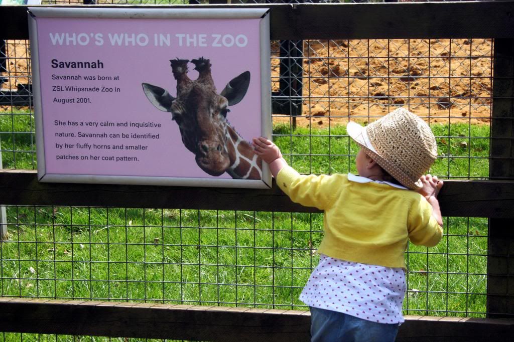 girl and giraffe zoo