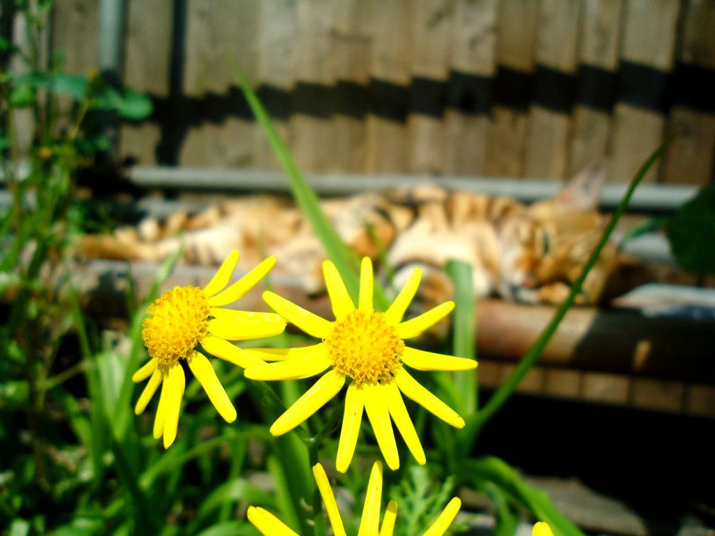 flowers and a cat
