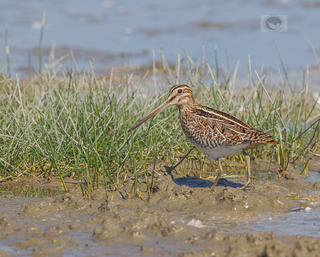 IMAGE: http://i1072.photobucket.com/albums/w372/janwever/1111111_zps4cz0kj25.jpg~original