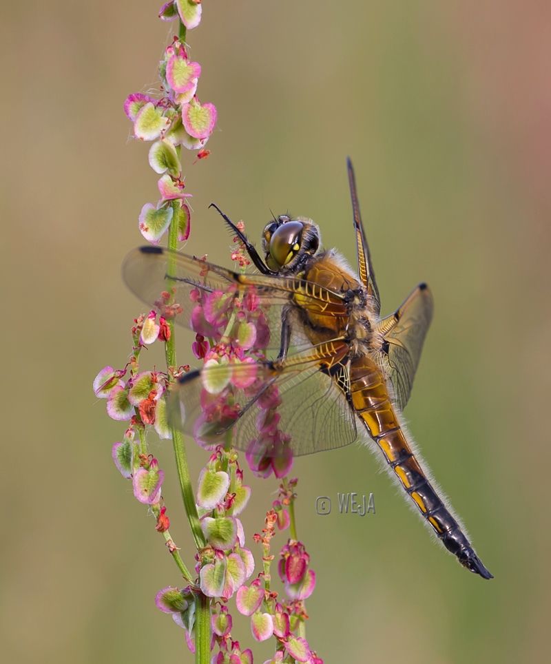 IMAGE: http://i1072.photobucket.com/albums/w372/janwever/FZ5C10631-2kopie_zpse13160b7.jpg