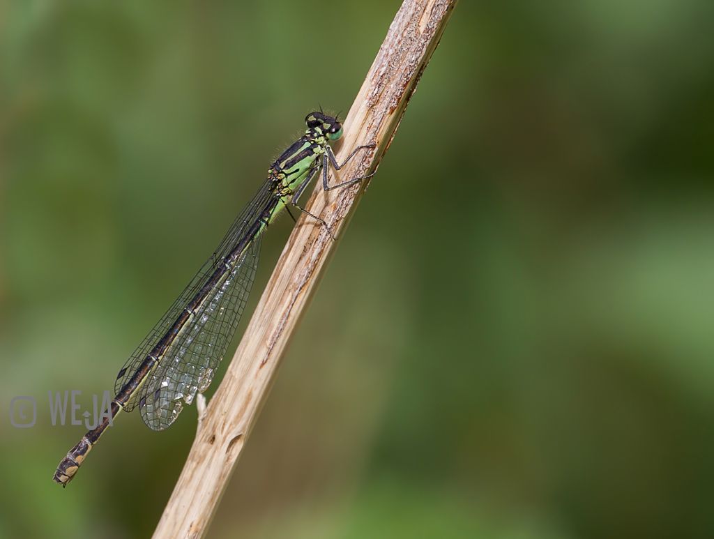 IMAGE: http://i1072.photobucket.com/albums/w372/janwever/FZ5C10940_zps022b3929.jpg