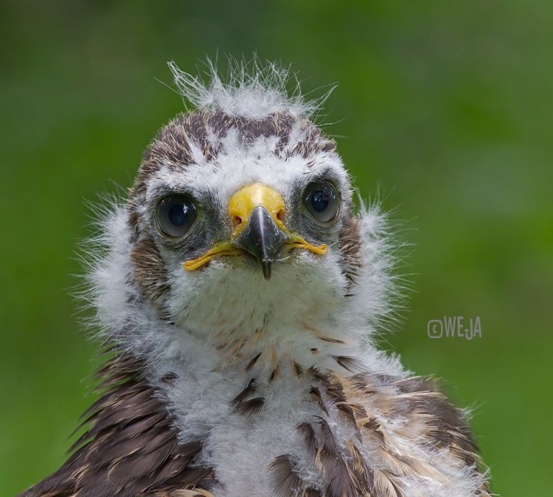 IMAGE: http://i1072.photobucket.com/albums/w372/janwever/FZ5C11012-2_zps2b7822d9.jpg