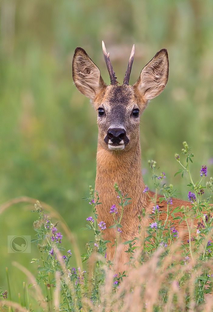 IMAGE: http://i1072.photobucket.com/albums/w372/janwever/FZ5C112771_zpsktvwviuk.jpg~original