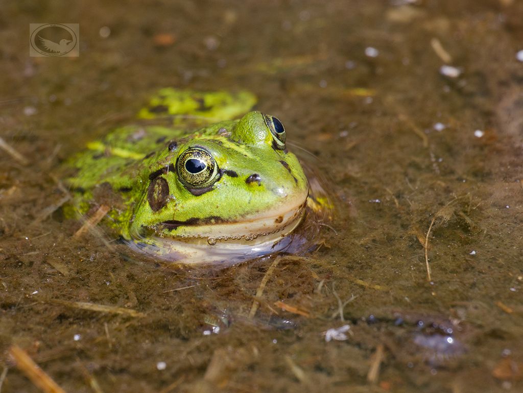 IMAGE: http://i1072.photobucket.com/albums/w372/janwever/FZ5C12292-2_zpsteflpoq1.jpg~original