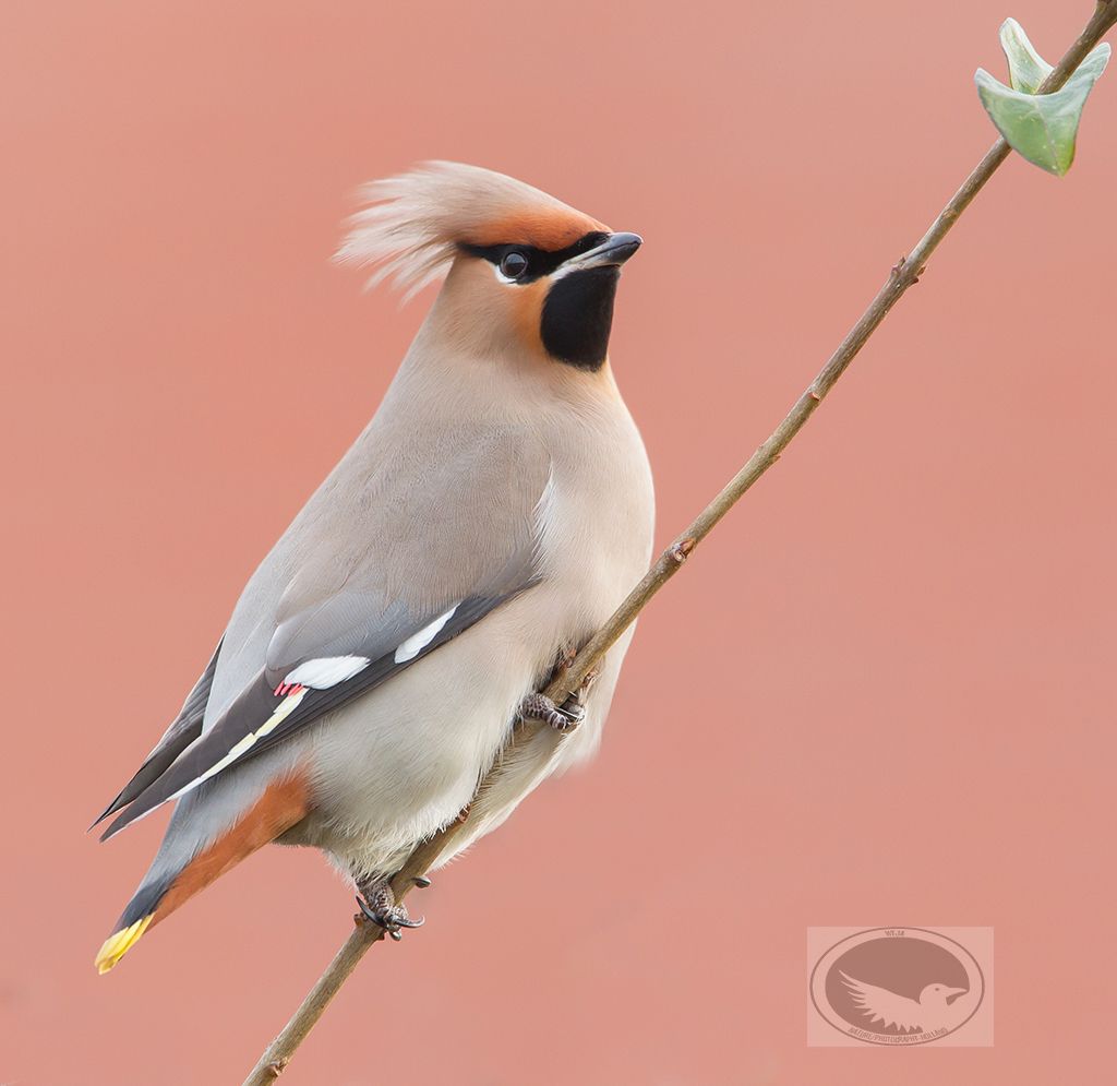 IMAGE: http://i1072.photobucket.com/albums/w372/janwever/FZ5C4230-2_zpsfjqo3ns9.jpg~original