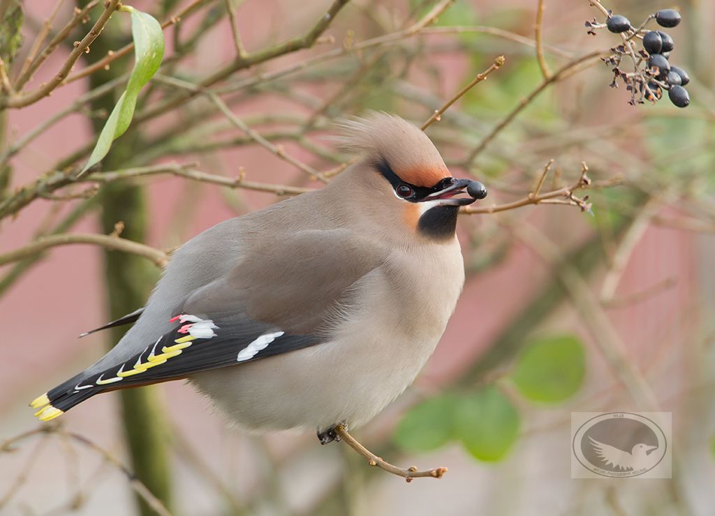 IMAGE: http://i1072.photobucket.com/albums/w372/janwever/FZ5C4443-2_zpsj84snoz2.jpg~original