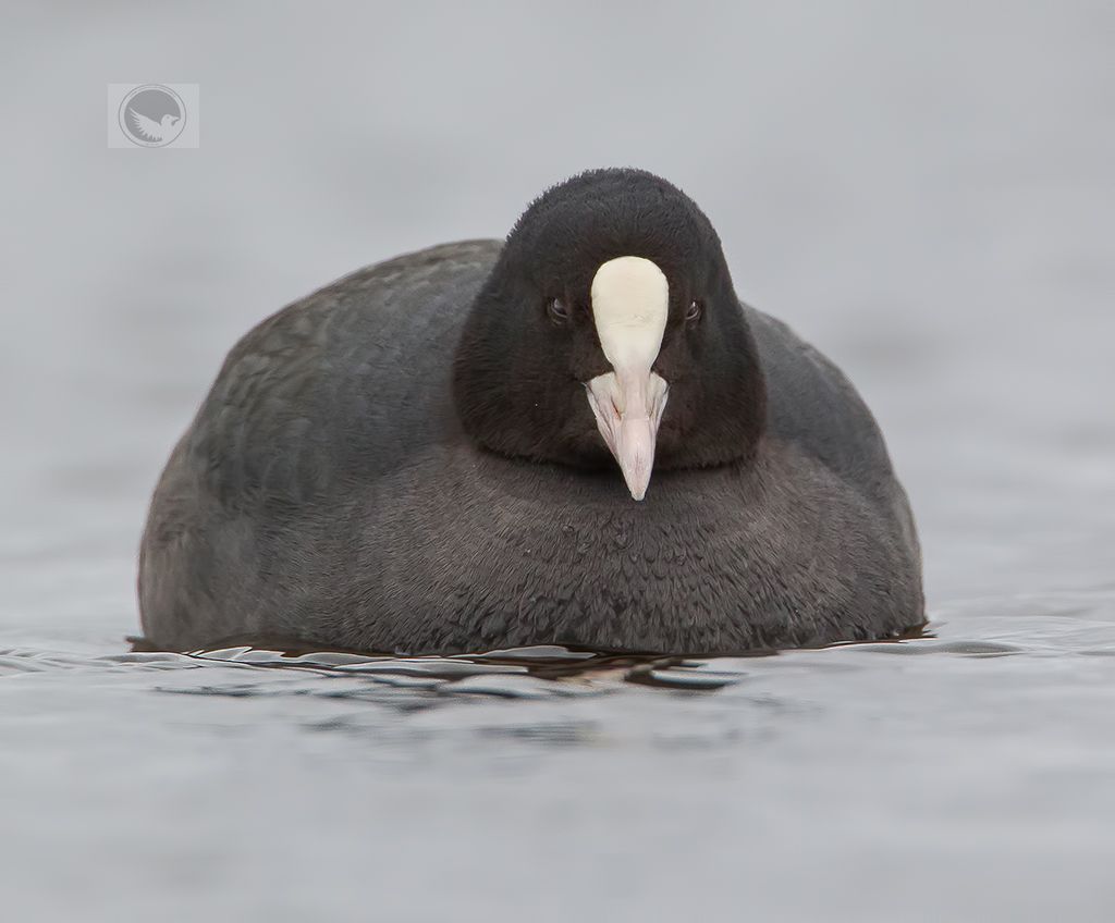 IMAGE: http://i1072.photobucket.com/albums/w372/janwever/FZ5C6111273_zps8fg2rjz4.jpg~original