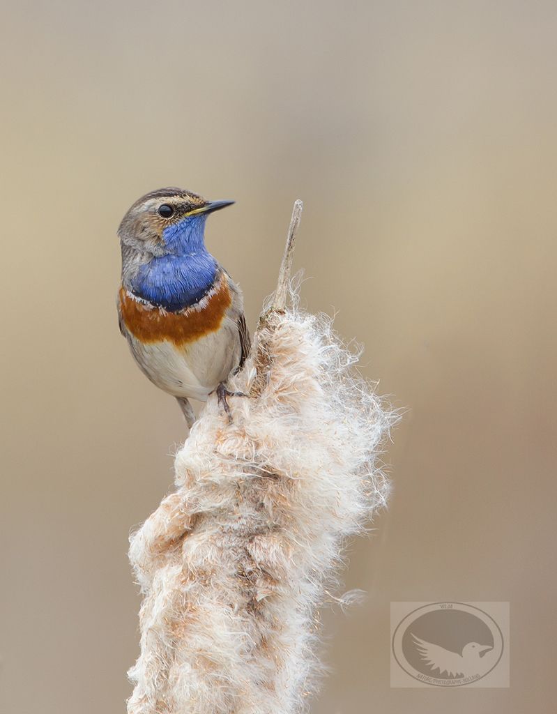 IMAGE: http://i1072.photobucket.com/albums/w372/janwever/FZ5C8384-2_zpsqrxvcvxt.jpg~original