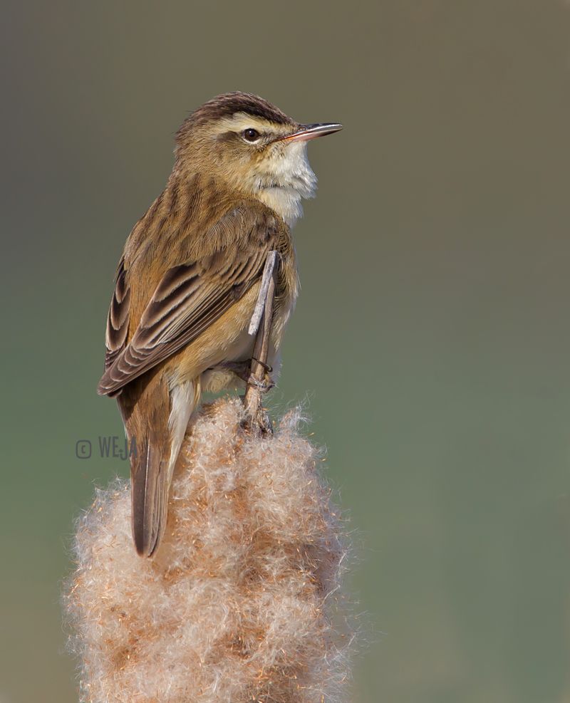 IMAGE: http://i1072.photobucket.com/albums/w372/janwever/FZ5C9231-2_zps445909b9.jpg