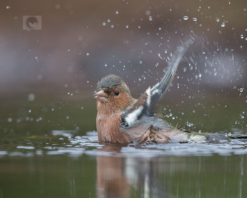 IMAGE: http://i1072.photobucket.com/albums/w372/janwever/IMGL0767_zpsnsle6zwn.jpg~original