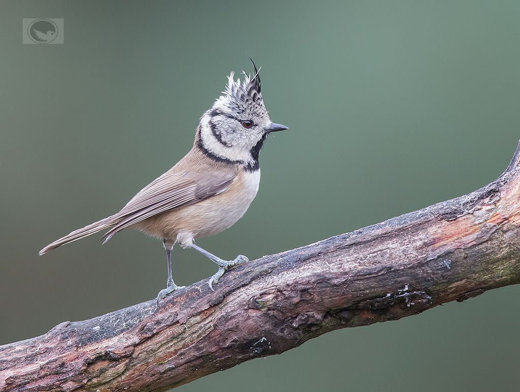 IMAGE: http://i1072.photobucket.com/albums/w372/janwever/IMGL1107_zpsaw0hvzmd.jpg~original