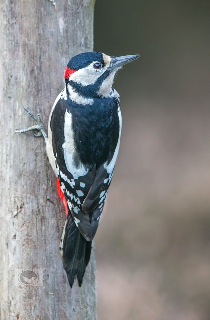 IMAGE: http://i1072.photobucket.com/albums/w372/janwever/IMGL1690_zpsexovfwsg.jpg~original