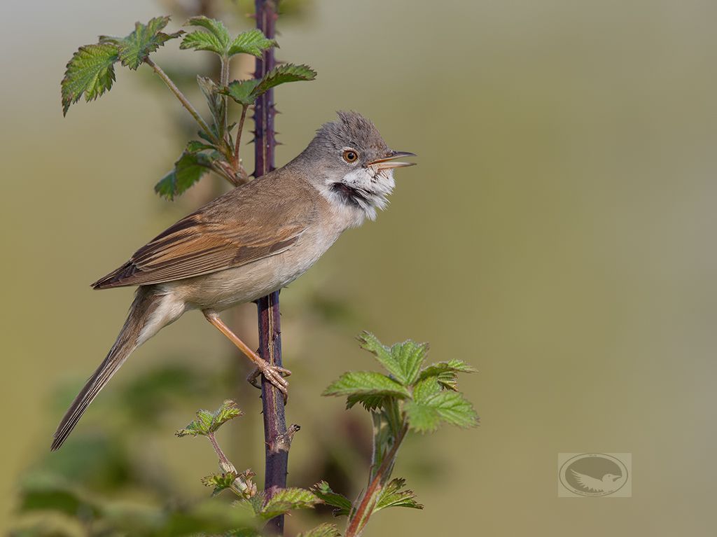 IMAGE: http://i1072.photobucket.com/albums/w372/janwever/IMG_0856_zpsbbalgykh.jpg~original