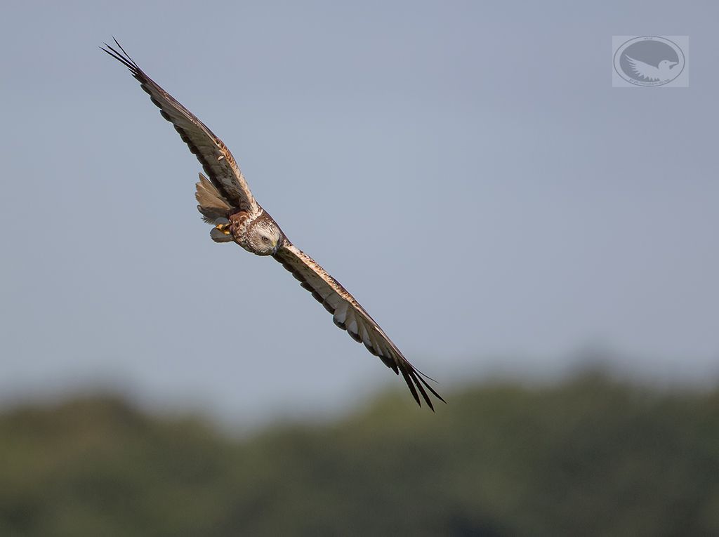 IMAGE: http://i1072.photobucket.com/albums/w372/janwever/IMG_10241-2_zpsfrmti5ee.jpg~original