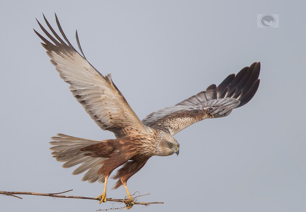 IMAGE: http://i1072.photobucket.com/albums/w372/janwever/IMG_10366_zpsy1qsoua5.jpg~original