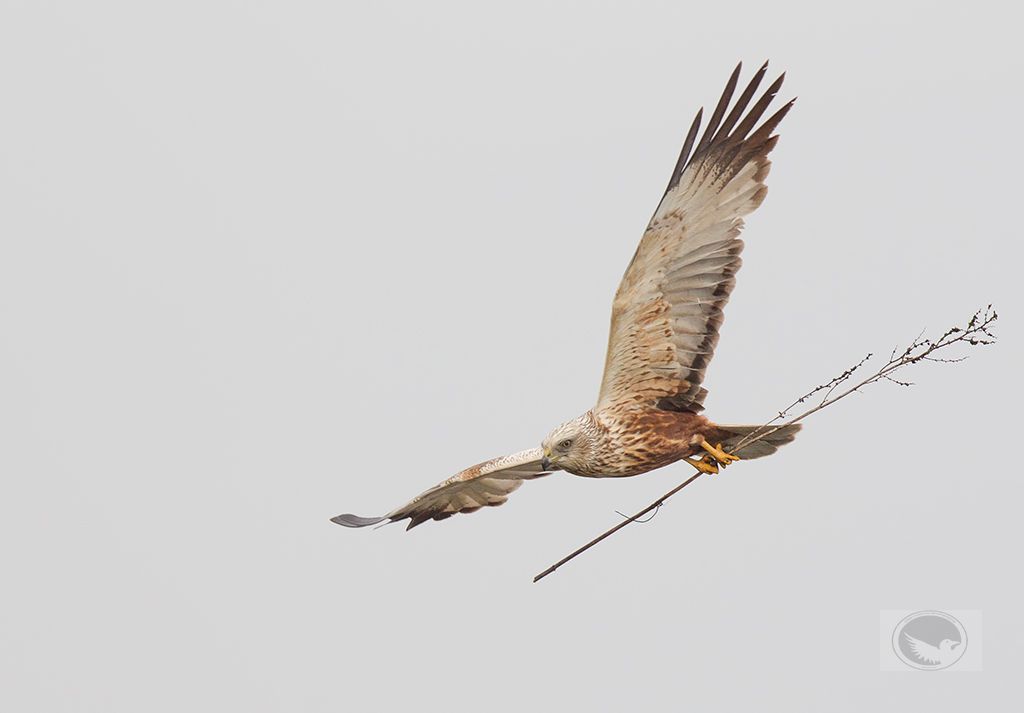 IMAGE: http://i1072.photobucket.com/albums/w372/janwever/IMG_1089_zpsjjeshqpj.jpg~original