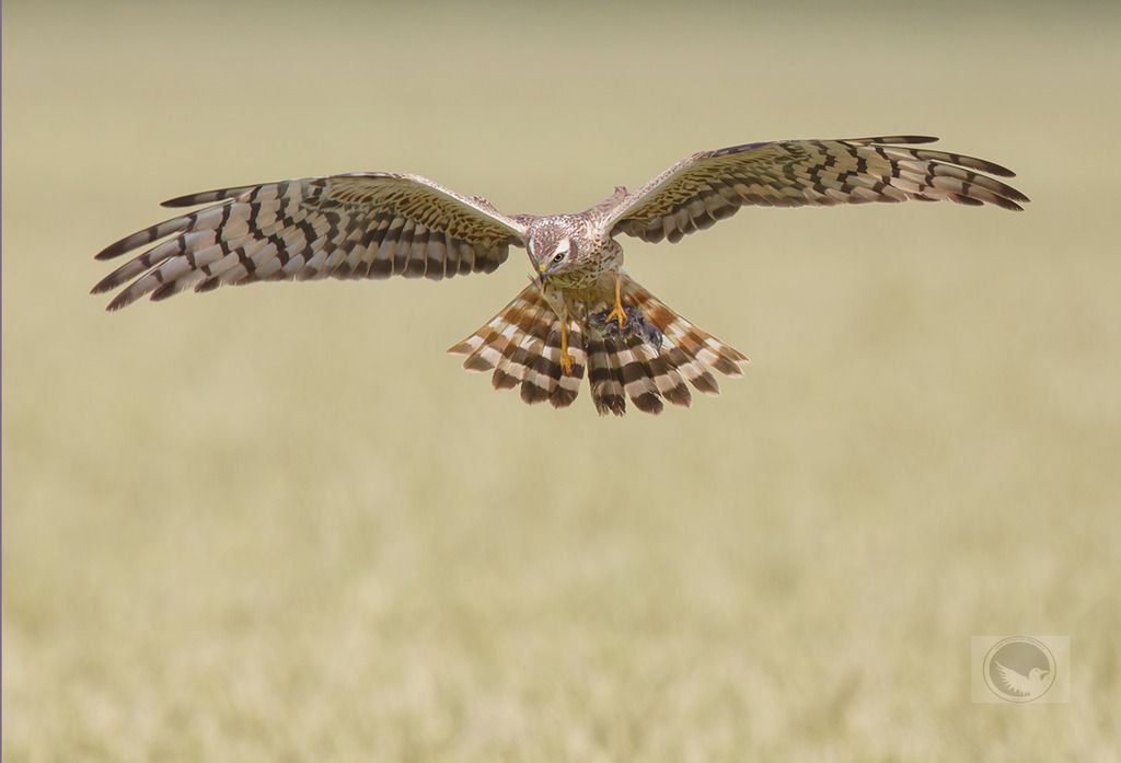 IMAGE: http://i1072.photobucket.com/albums/w372/janwever/IMG_114820_zpsficvmlbu.jpg~original