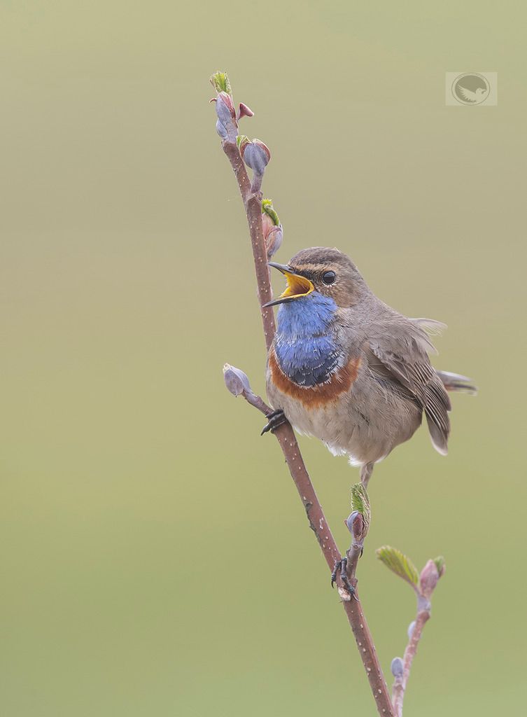 IMAGE: http://i1072.photobucket.com/albums/w372/janwever/IMG_11498_zpsafys8job.jpg~original