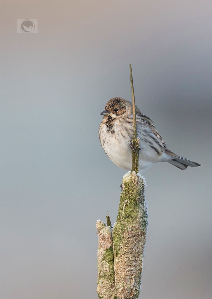 IMAGE: http://i1072.photobucket.com/albums/w372/janwever/IMG_1282_zpsxfc1zssf.jpg~original