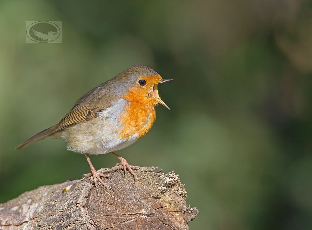 IMAGE: http://i1072.photobucket.com/albums/w372/janwever/IMG_12995-2_zpsxrjnejmr.jpg~original