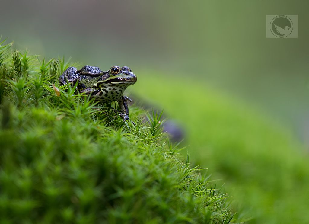 IMAGE: http://i1072.photobucket.com/albums/w372/janwever/IMG_1386_zpsi1aqd9us.jpg~original