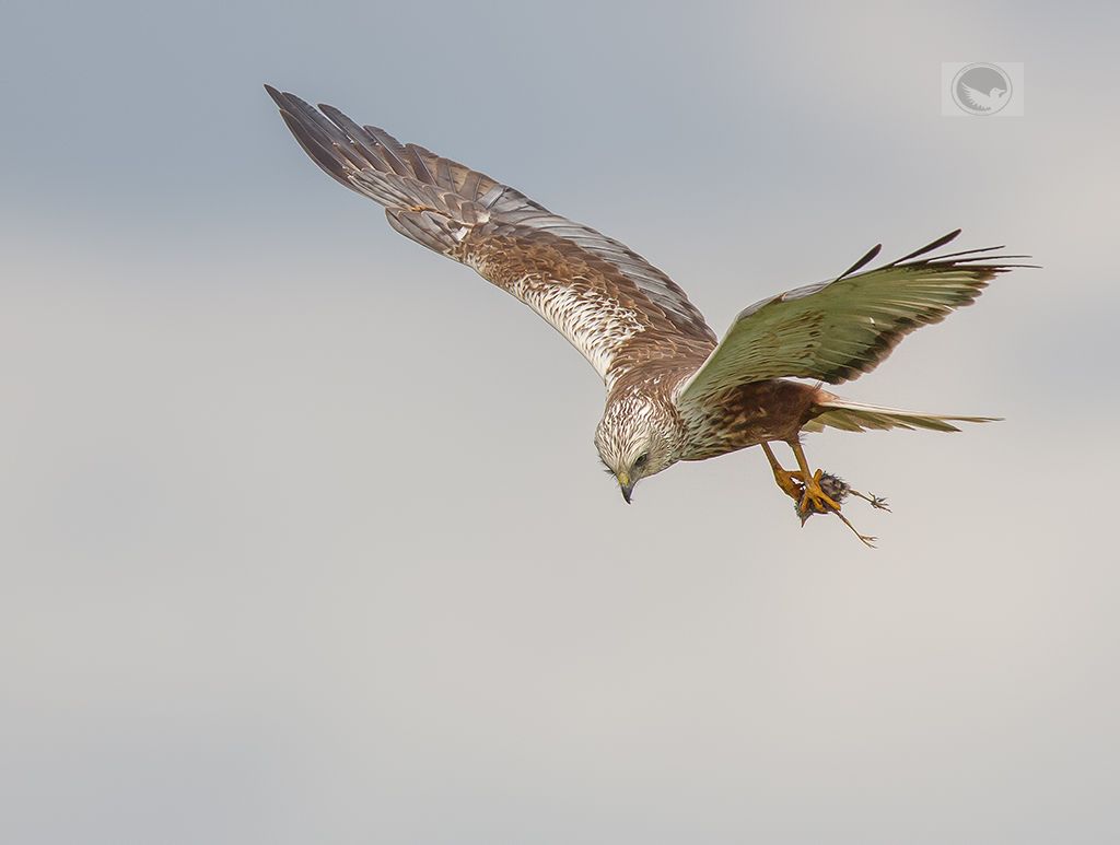 IMAGE: http://i1072.photobucket.com/albums/w372/janwever/IMG_14201_zpsueyip2u0.jpg~original