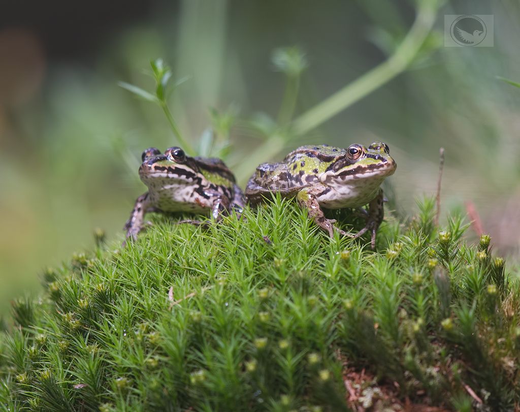 IMAGE: http://i1072.photobucket.com/albums/w372/janwever/IMG_1462_zpszct4aho7.jpg~original