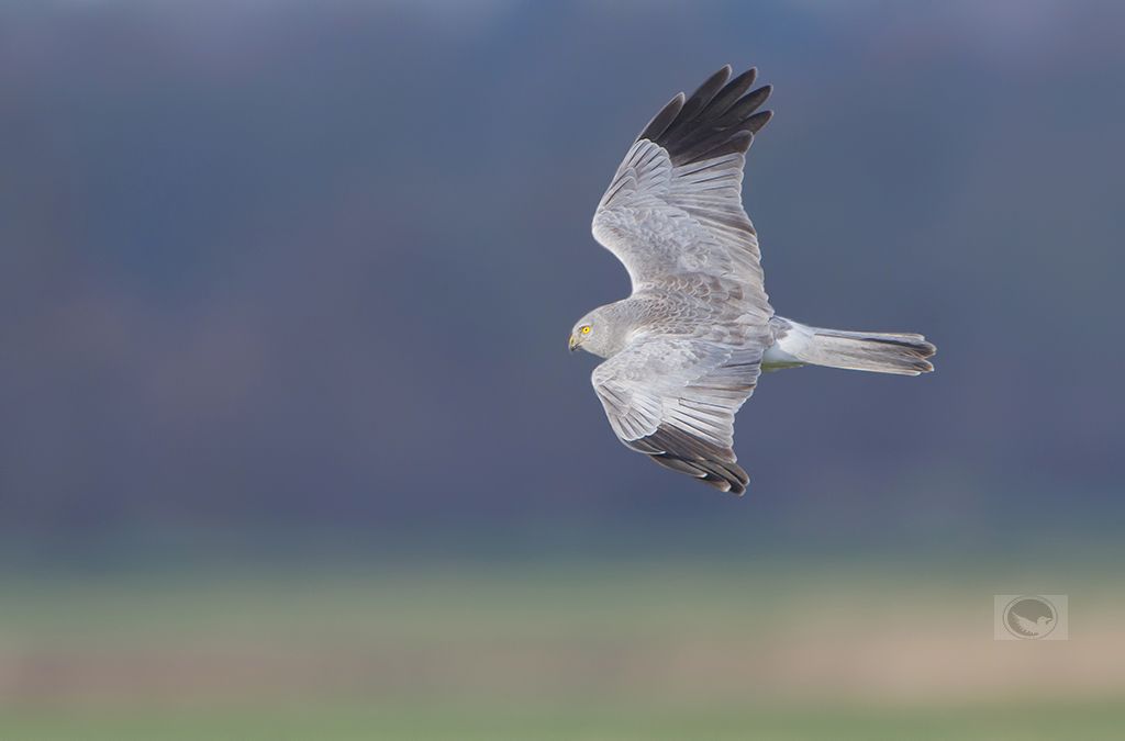 IMAGE: http://i1072.photobucket.com/albums/w372/janwever/IMG_14919_zpsmrk6mftd.jpg~original