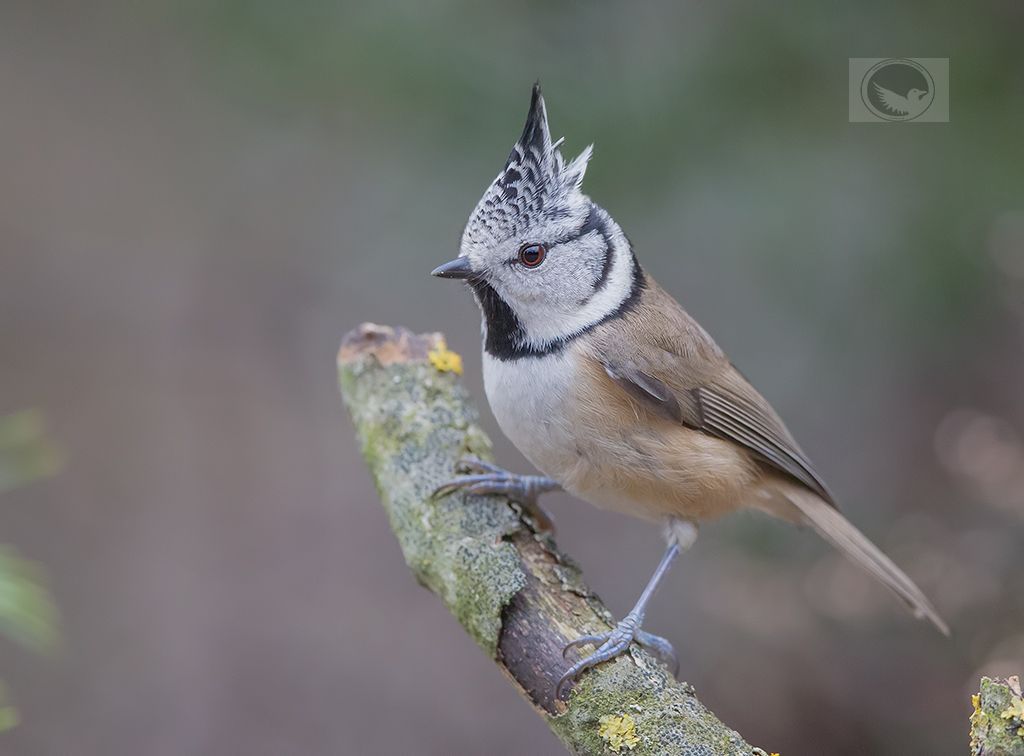 IMAGE: http://i1072.photobucket.com/albums/w372/janwever/IMG_15210_zpsqelcmjfn.jpg~original