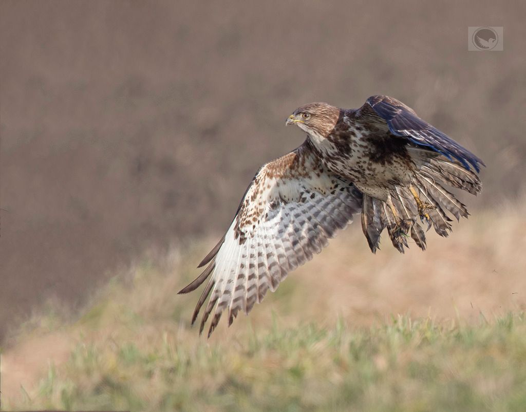 IMAGE: http://i1072.photobucket.com/albums/w372/janwever/IMG_1691-2_zpst9v2wakr.jpg~original