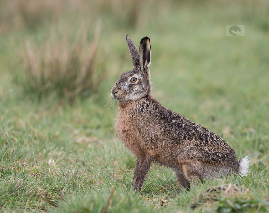 IMAGE: http://i1072.photobucket.com/albums/w372/janwever/IMG_17847_zpszrt6kymn.jpg~original