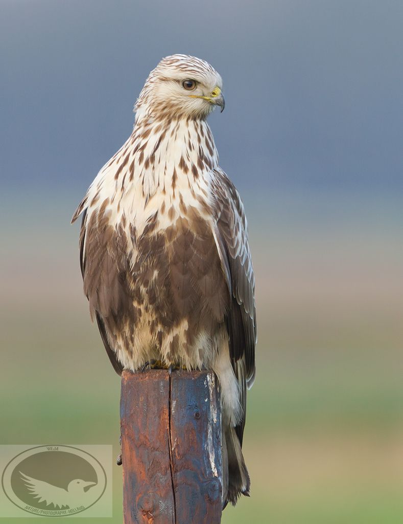 IMAGE: http://i1072.photobucket.com/albums/w372/janwever/IMG_18645-2_zps0o9hps6w.jpg~original