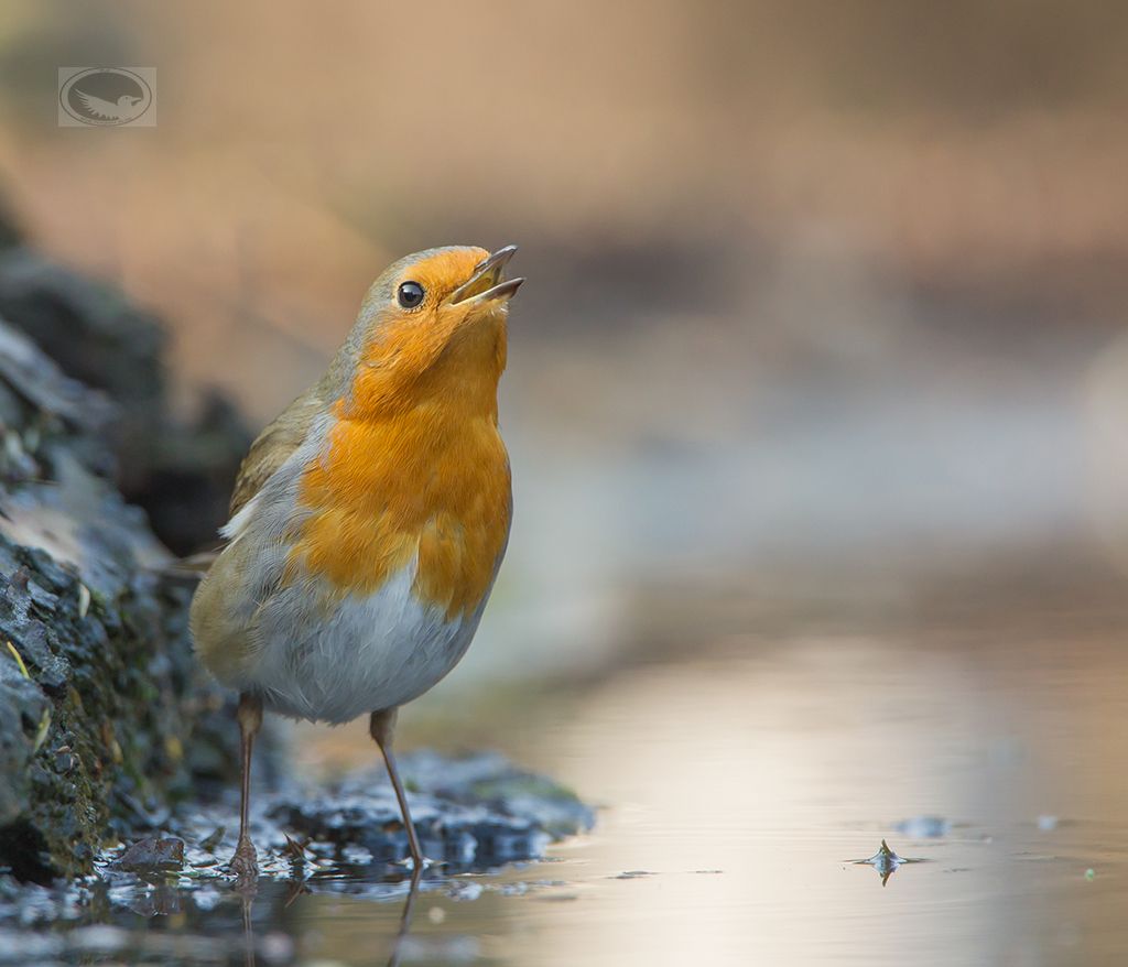 IMAGE: http://i1072.photobucket.com/albums/w372/janwever/IMG_1877-2_zpsy8qjltuz.jpg~original