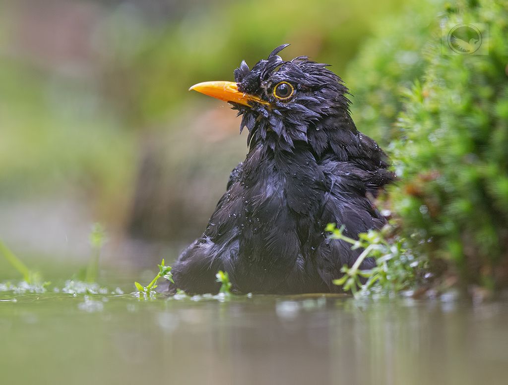 IMAGE: http://i1072.photobucket.com/albums/w372/janwever/IMG_1884_zpsc2nb0bb9.jpg~original