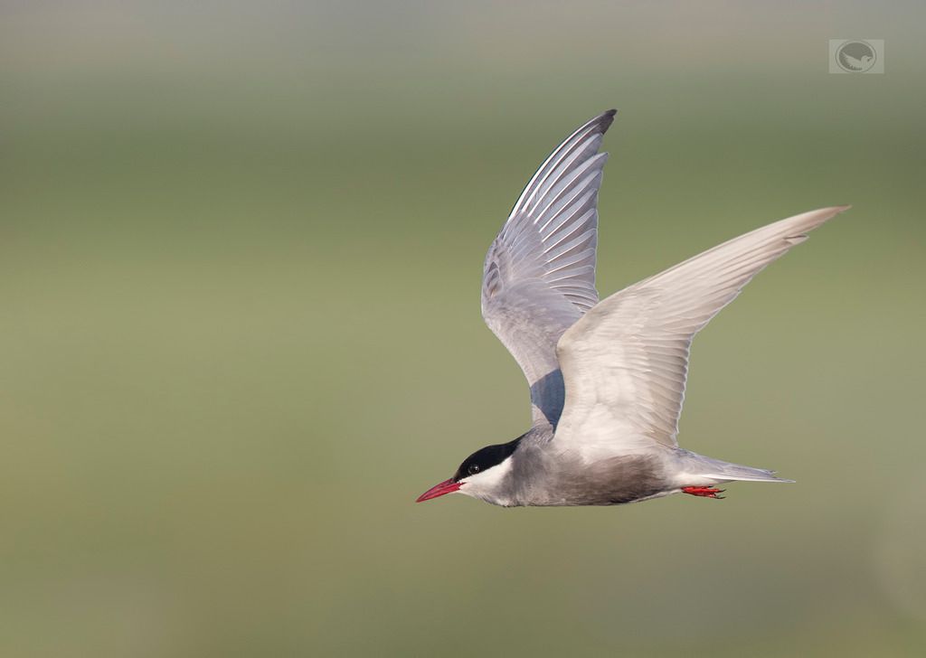 IMAGE: http://i1072.photobucket.com/albums/w372/janwever/IMG_19148_zpsfef2jojv.jpg~original