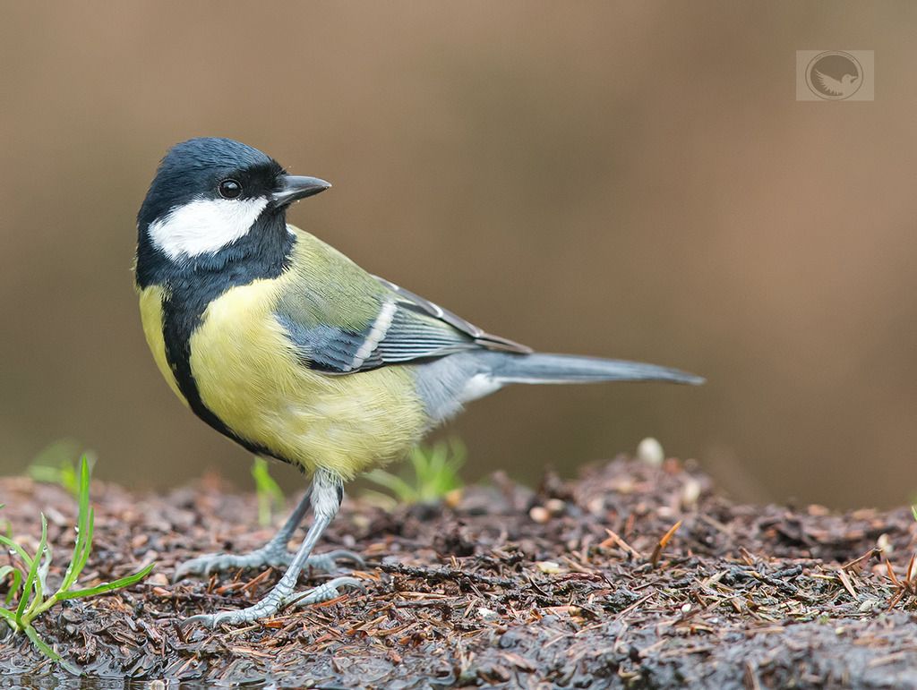 IMAGE: http://i1072.photobucket.com/albums/w372/janwever/IMG_21039_zps2epg1k4l.jpg~original